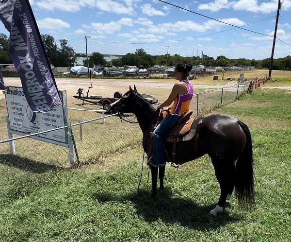 husband-safe-quarter-horse