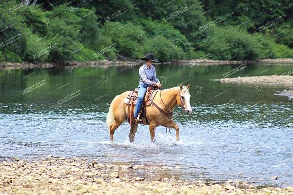 flashy-quarter-horse