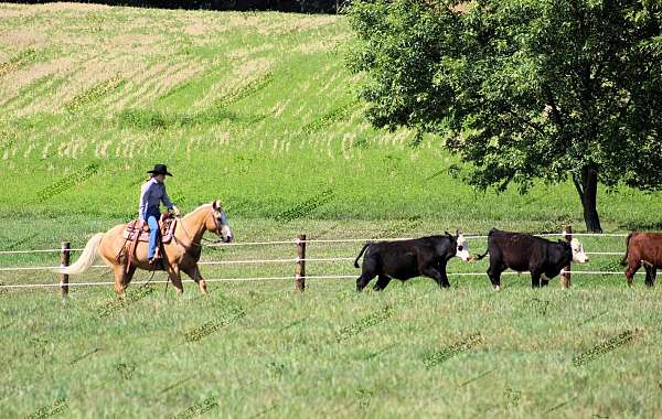 husband-safe-quarter-horse