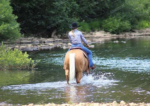 kid-safe-quarter-horse