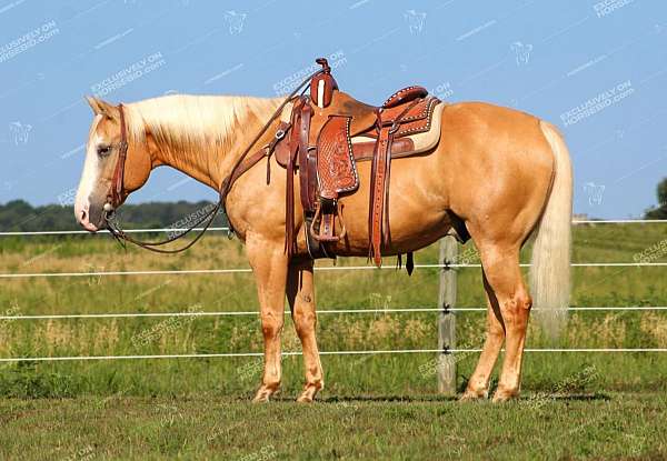 ranch-quarter-horse