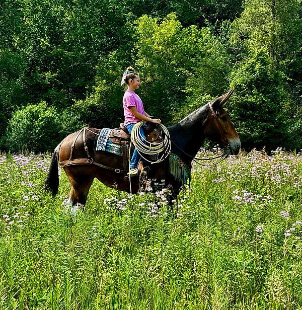 roping-mule