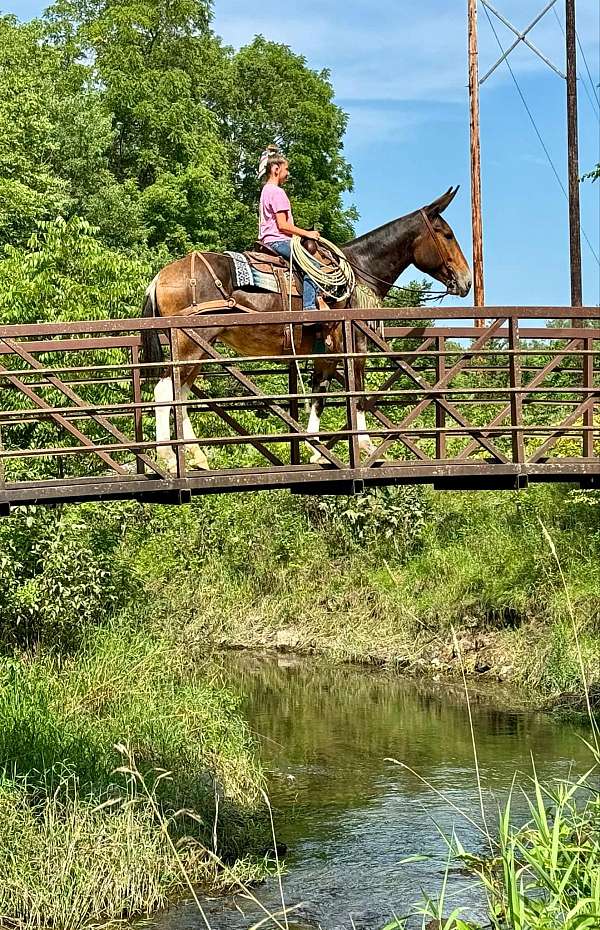 trail-riding-mule