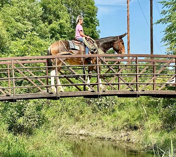 working-cattle-mule