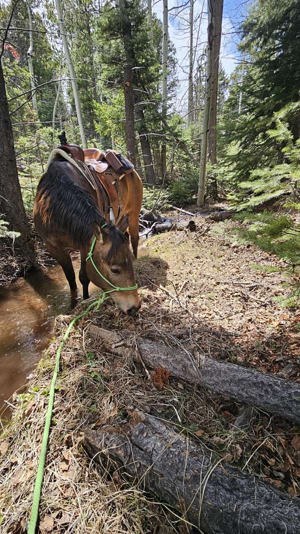 husband-safe-quarter-horse