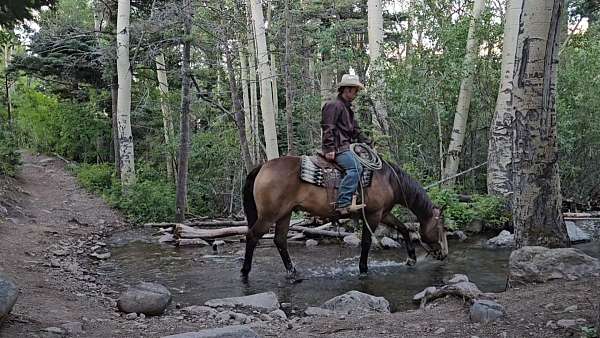 parade-quarter-horse