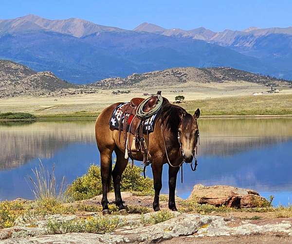 ranch-quarter-horse