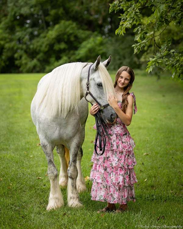 all-around-shire-horse