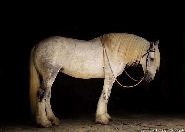 driving-shire-horse