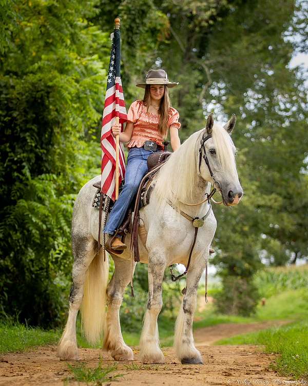 flashy-shire-horse