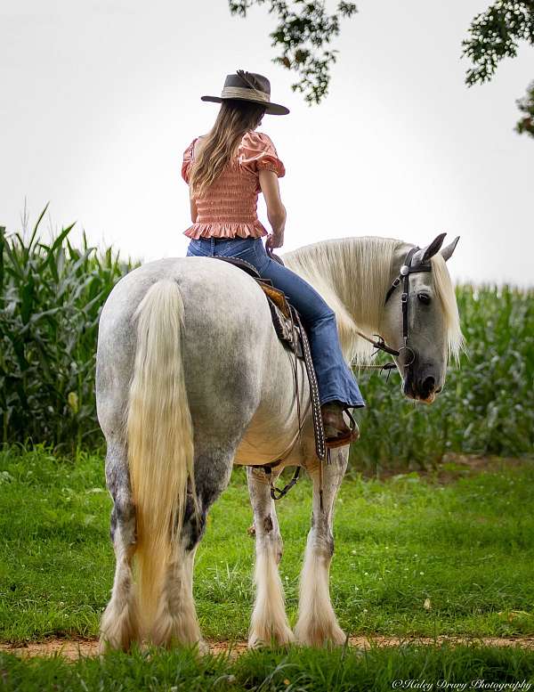 parade-shire-horse