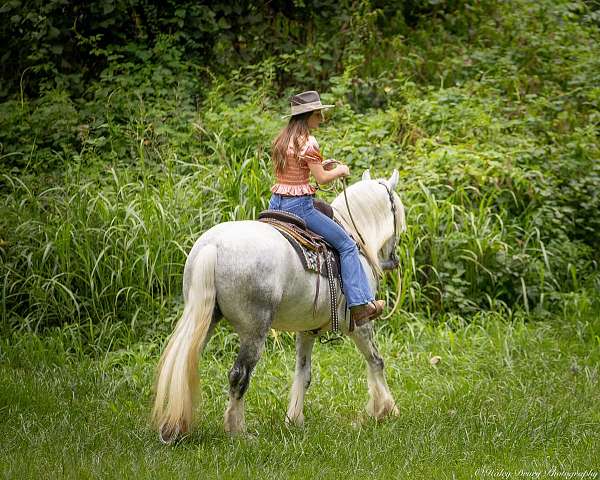 performance-shire-horse