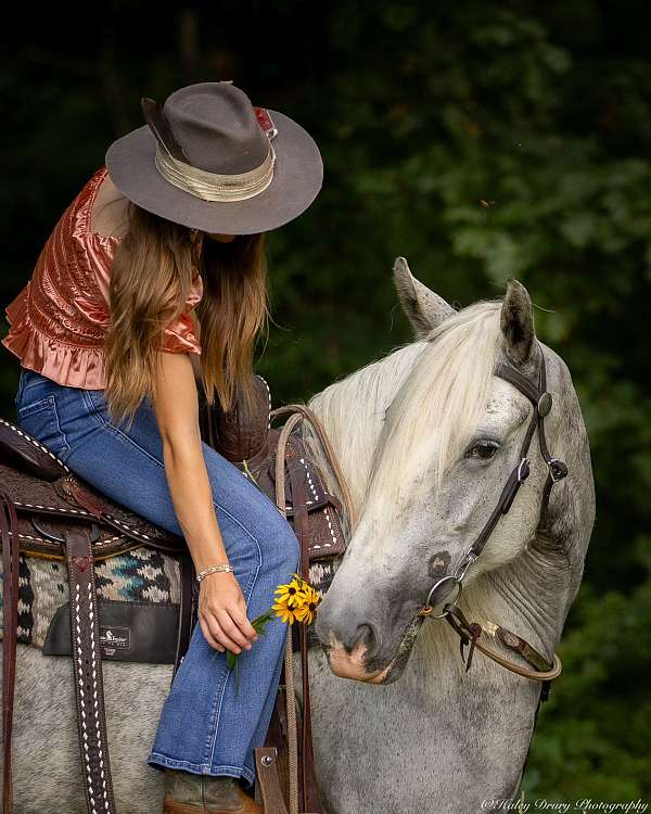 ridden-western-shire-horse