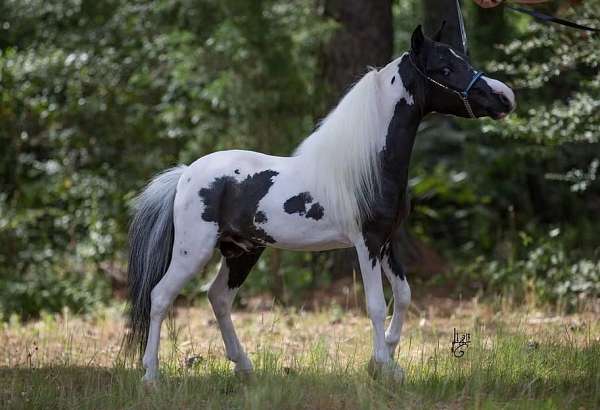 miniature-stallion