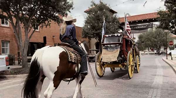 flashy-draft-horse