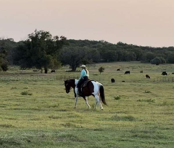 performance-draft-horse