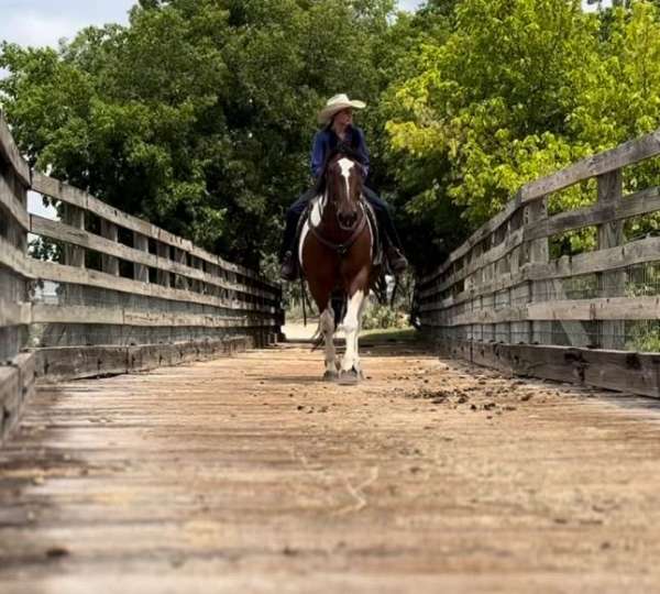 trail-draft-horse