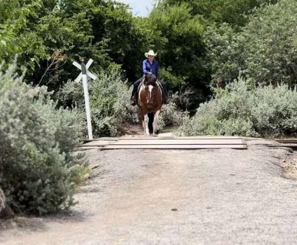 trail-riding-draft-horse