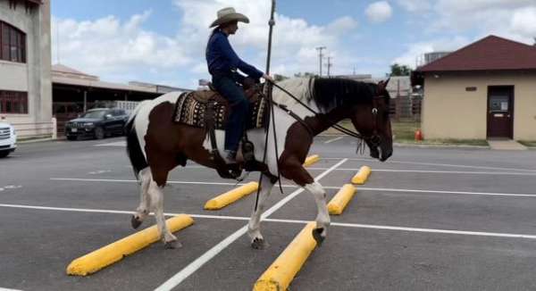 western-riding-draft-horse