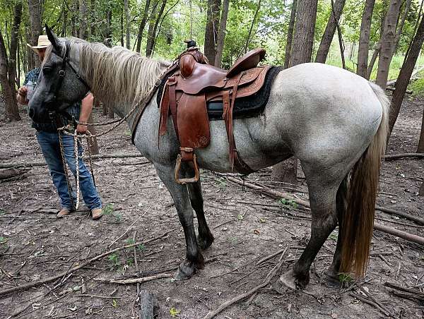 grooming-draft-horse