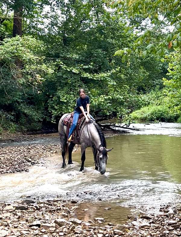 athletic-percheron-horse