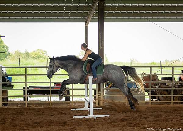 cross-percheron-horse