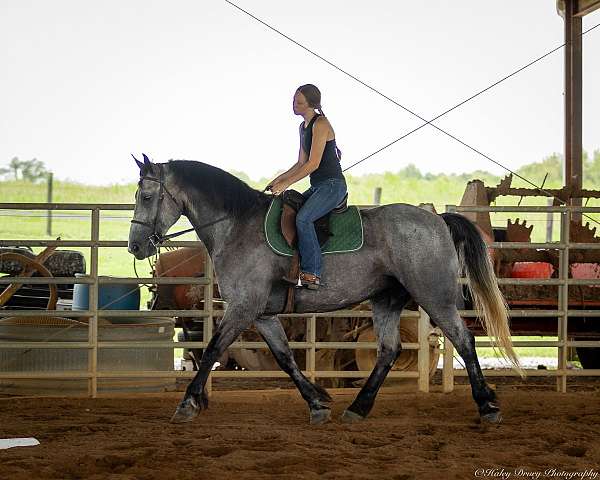 driving-percheron-horse