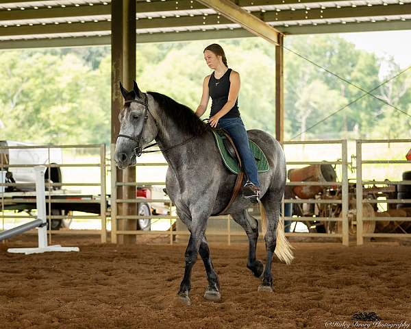 flashy-percheron-horse