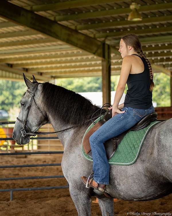 husband-safe-percheron-horse