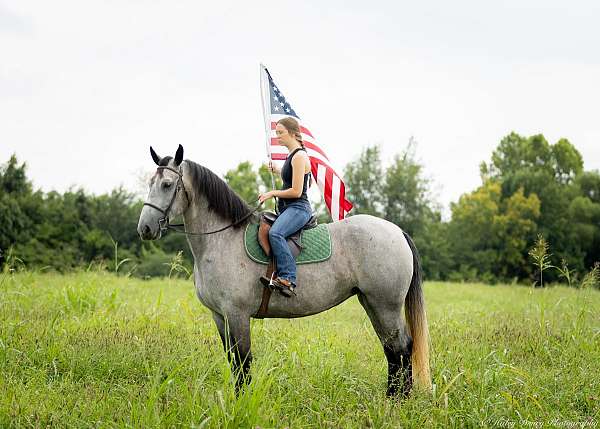 jumping-percheron-horse