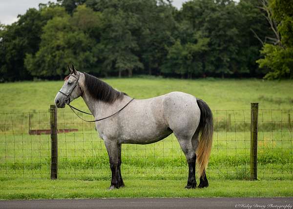 kid-safe-percheron-horse