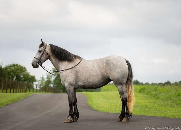 parade-percheron-horse