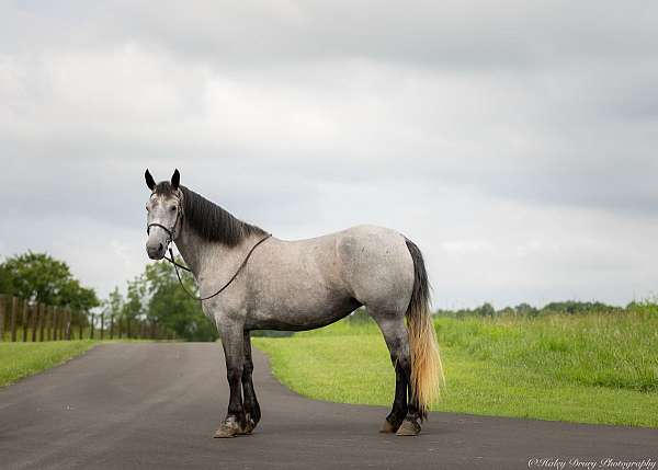 performance-percheron-horse