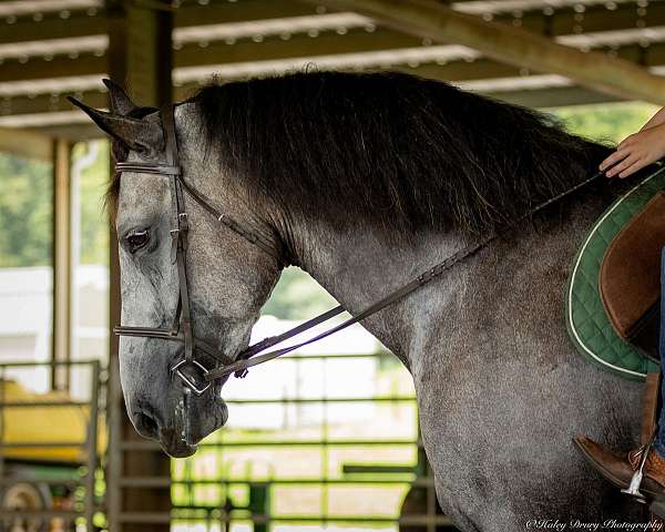 ridden-english-percheron-horse