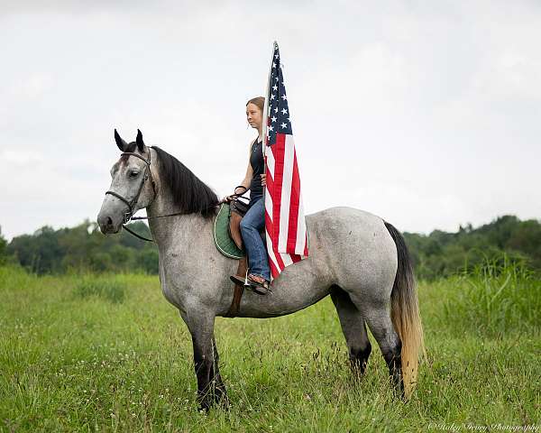 ridden-western-percheron-horse