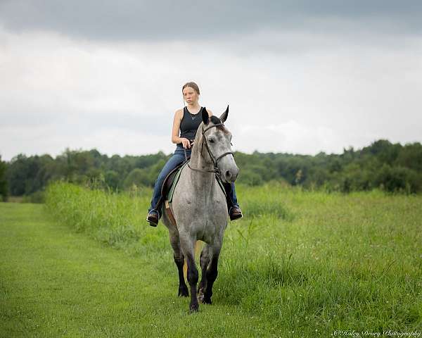 show-percheron-horse