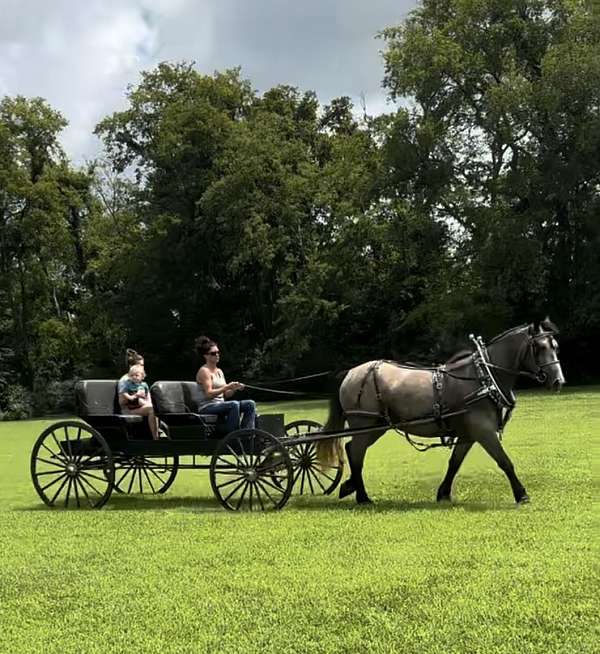 trail-percheron-horse