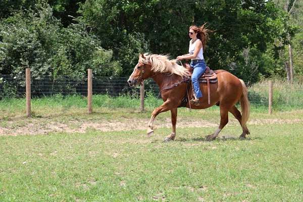 beginner-safe-quarter-horse