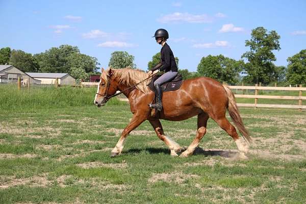 kid-safe-quarter-horse