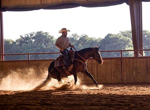 husband-safe-quarter-horse