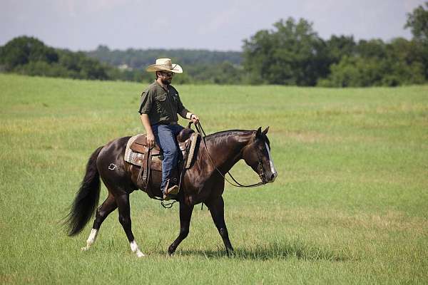 performance-quarter-horse