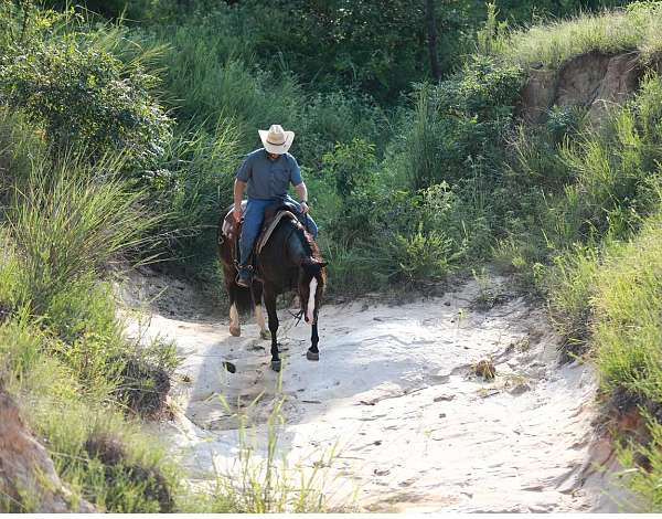 ranch-quarter-horse