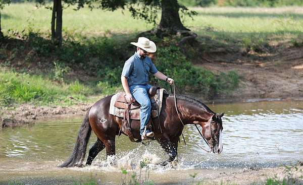 ranch-versatility-quarter-horse