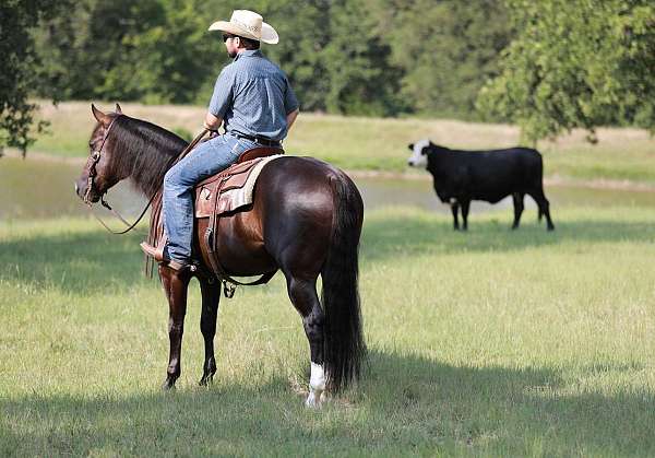 ranch-work-quarter-horse