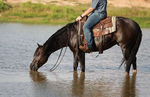 reining-quarter-horse