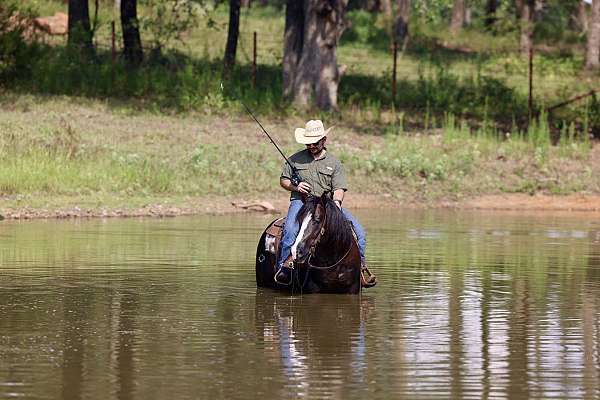 rodeo-quarter-horse