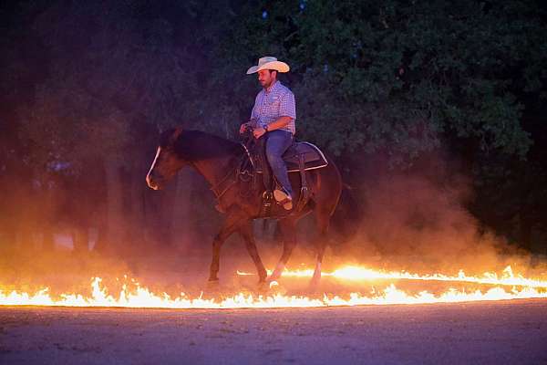 roping-quarter-horse