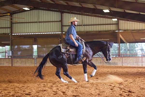 trail-quarter-horse