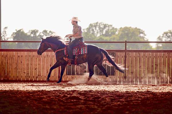 trail-riding-quarter-horse