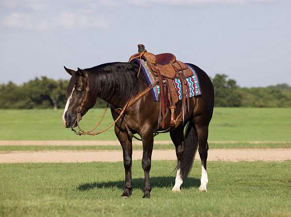 western-riding-quarter-horse